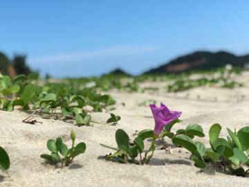 高培勇：央地财政关系的改革其落脚点和出发点在于增加地方财政的自主性